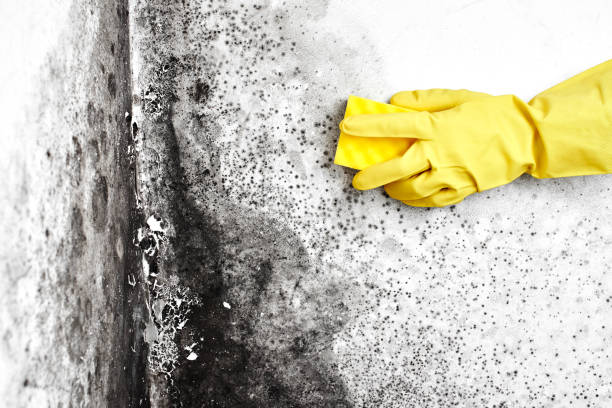 Best Mold Damage Repair  in Alexandria, KY