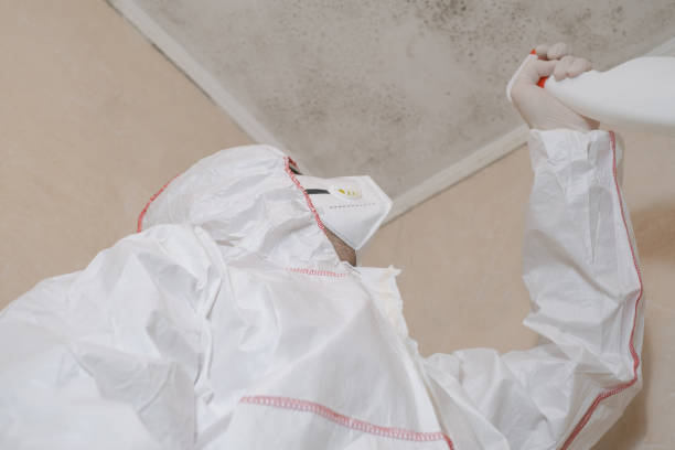 Office Mold Removal Services in Alexandria, KY