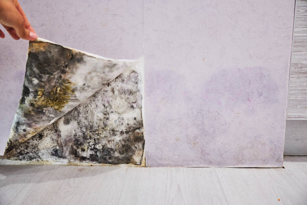 Reliable Alexandria, KY Mold Removal Solutions